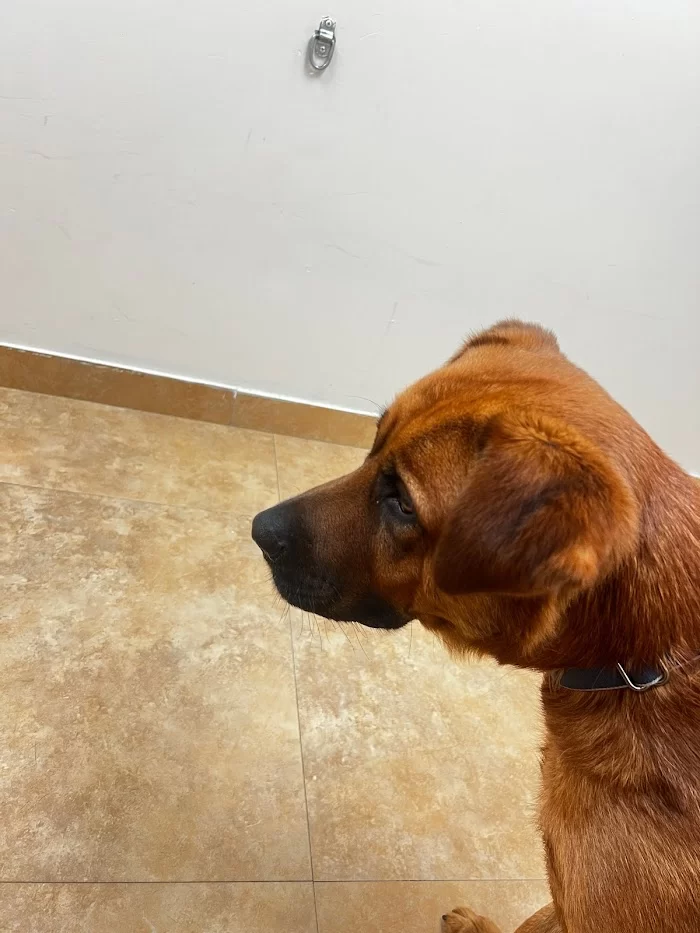 Parajon Animal Clinic 12