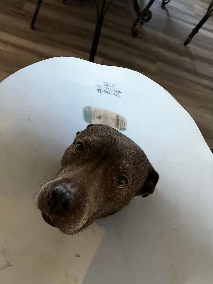 Parajon Animal Clinic 12