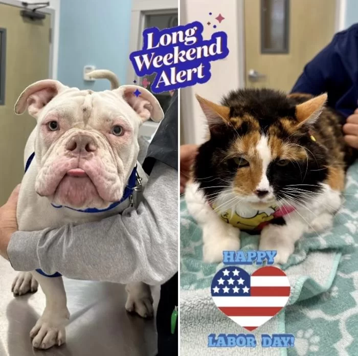Santos Animal Clinic 12