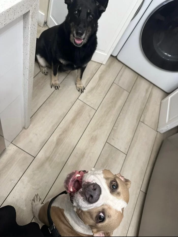 Banfield Pet Hospital 12