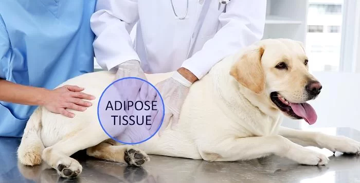 Animal Care and Surgical Hospital 12