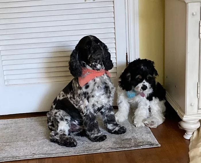 Silver Bluff Animal Clinic 1