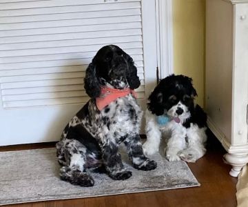 Silver Bluff Animal Clinic