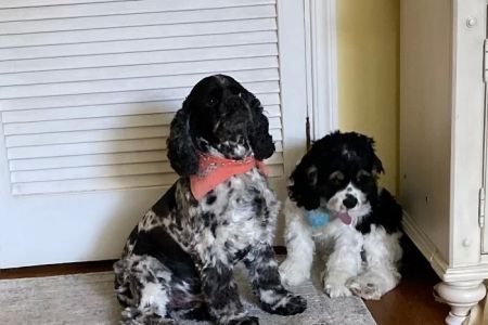 Silver Bluff Animal Clinic