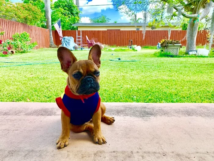 Miami Pet Clinic 12