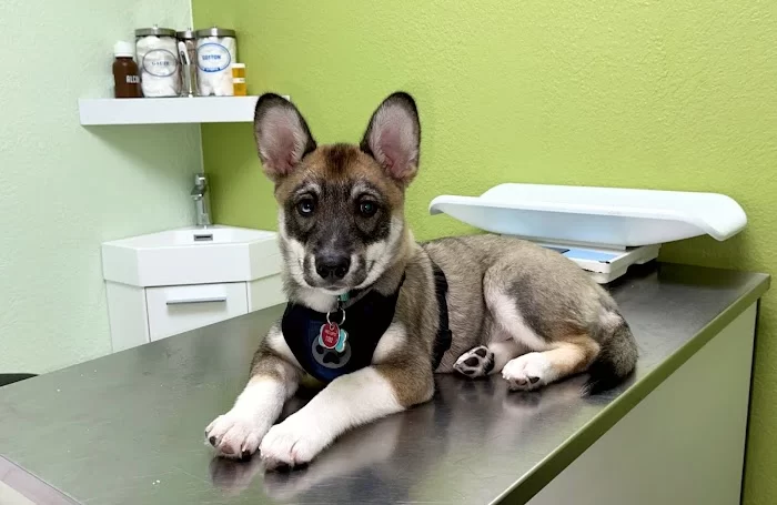 Miami Pet Clinic 12