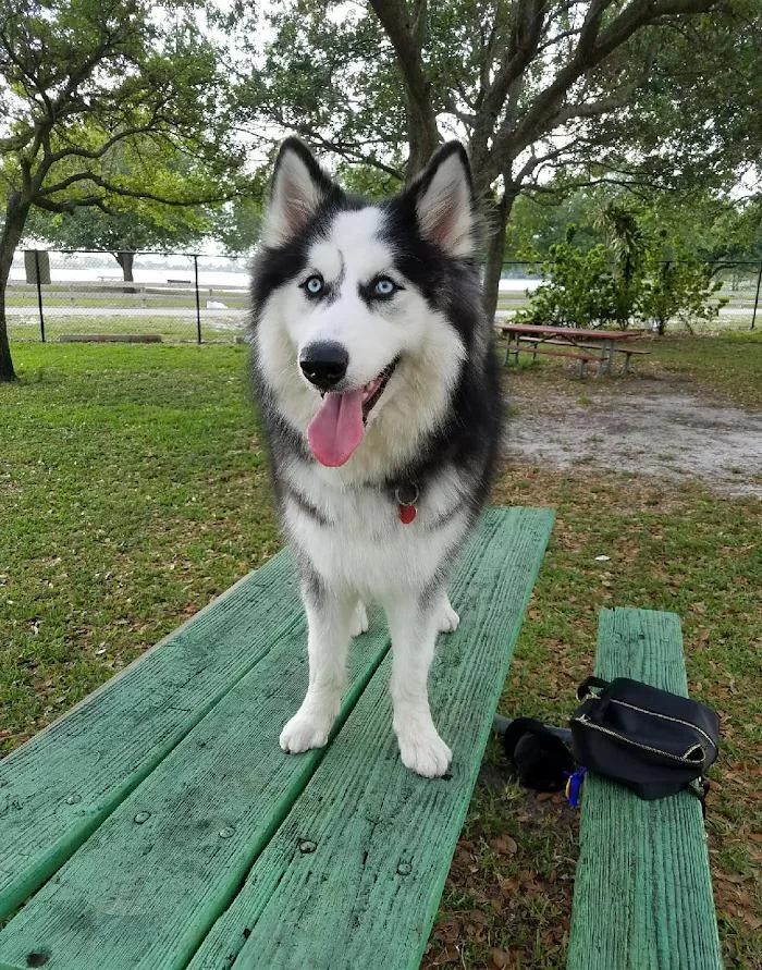 Miami Pet Clinic 12