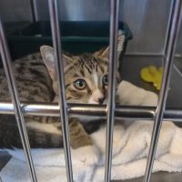 AWS Animal Hospital - Animal Welfare Society of South Florida ico