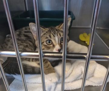 AWS Animal Hospital - Animal Welfare Society of South Florida