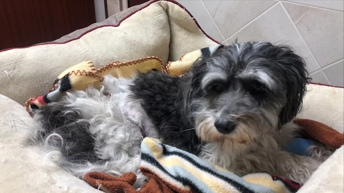 VCA Knowles Central Animal Hospital 1