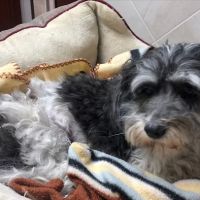 VCA Knowles Central Animal Hospital ico