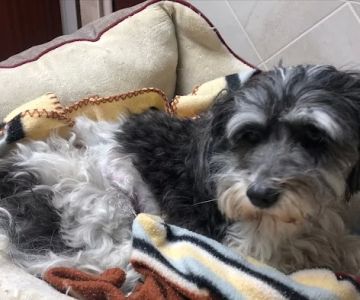 VCA Knowles Central Animal Hospital