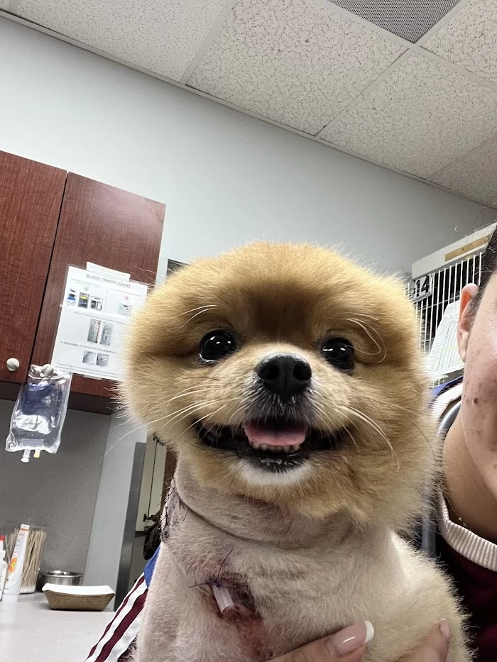 VCA Knowles Central Animal Hospital 9