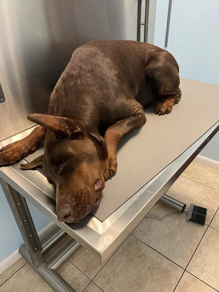 VCA Knowles Central Animal Hospital 6