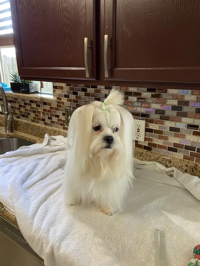 West Miami Animal Hospital 12