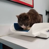 West Miami Animal Hospital ico