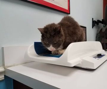 West Miami Animal Hospital