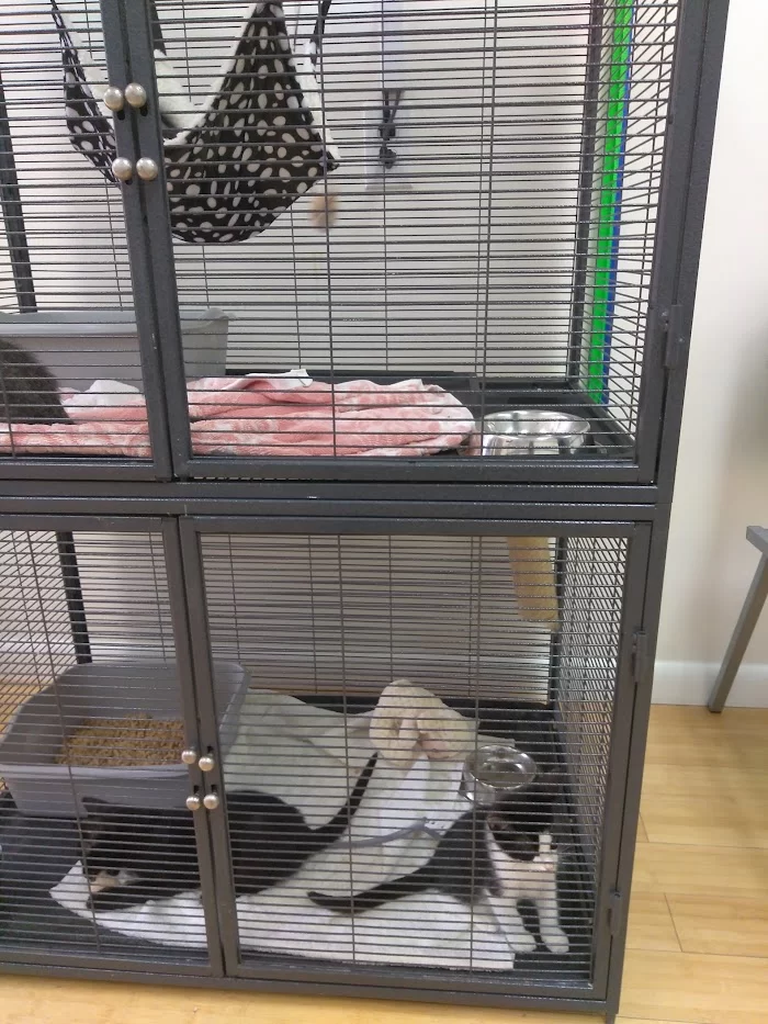 Pets & Vets Animal Clinic 12