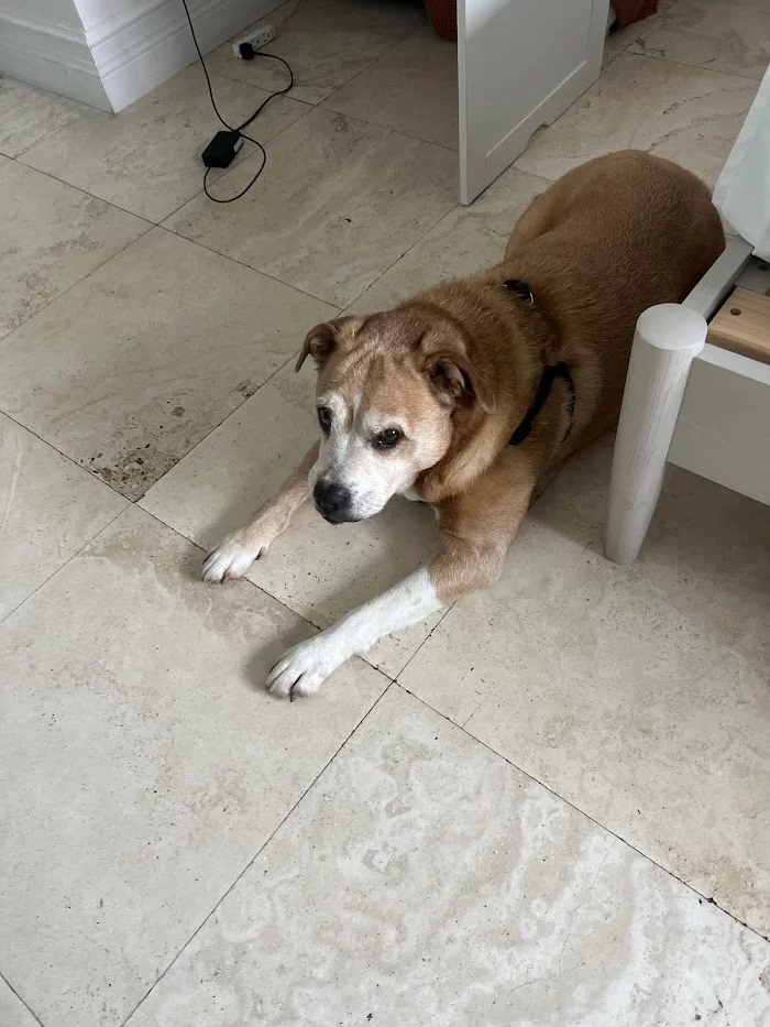 Banfield Pet Hospital 12