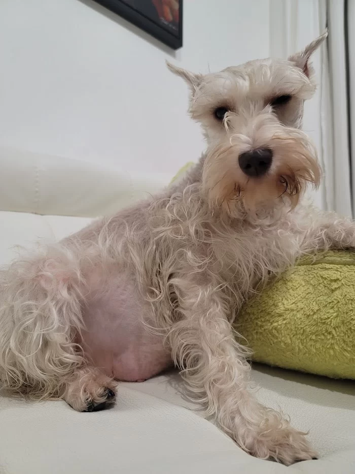 San Lazaro Animal Clinic 12
