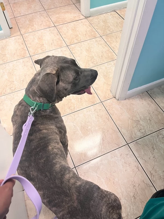 San Lazaro Animal Clinic 12