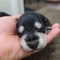 San Lazaro Animal Clinic ico