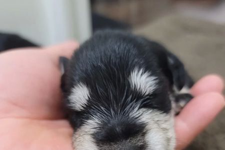 San Lazaro Animal Clinic