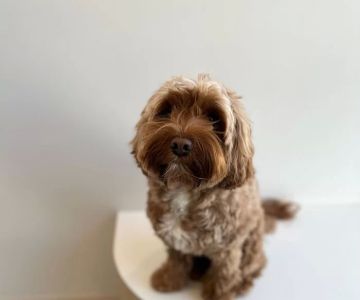 Petfolk Veterinary & Urgent Care - North Miami