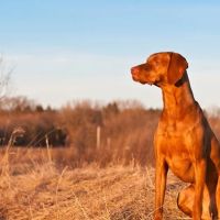 Arch Creek Animal Clinic ico
