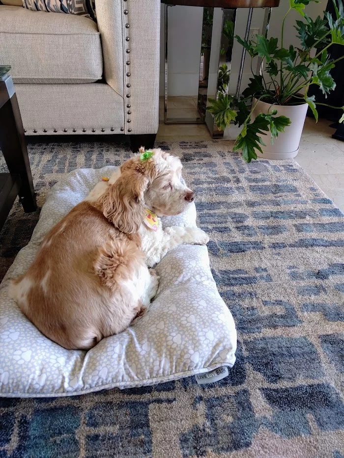 Arch Creek Animal Clinic 12
