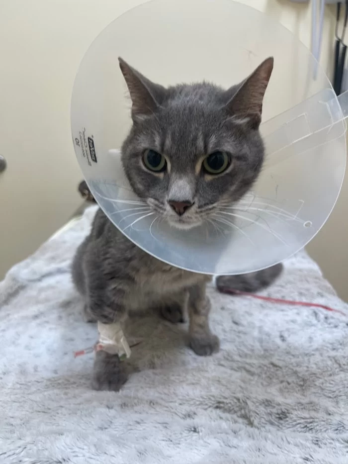 Arch Creek Animal Clinic 12