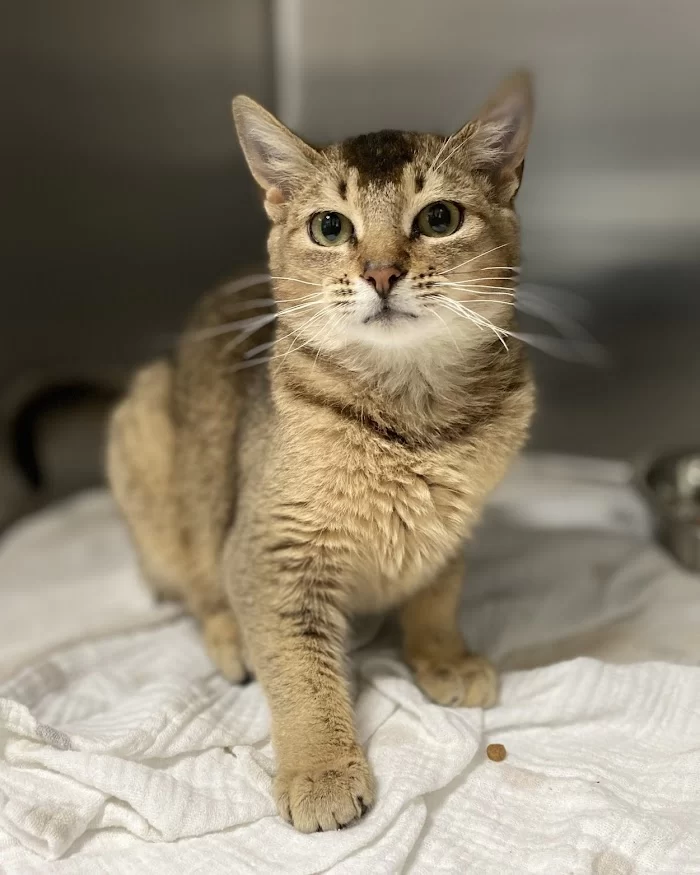 Humane Society Of Greater Miami North 12
