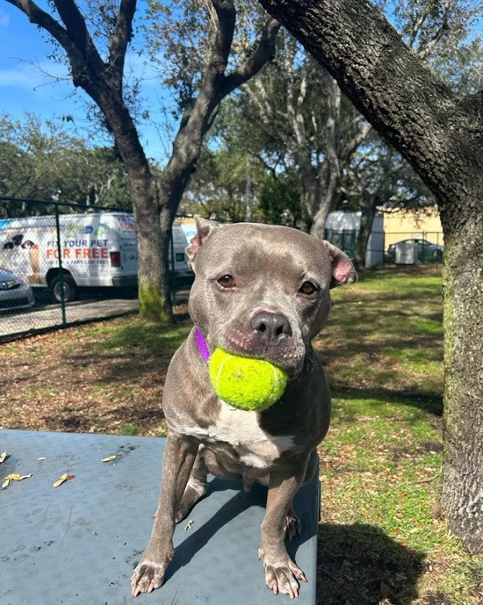 Humane Society Of Greater Miami North 12