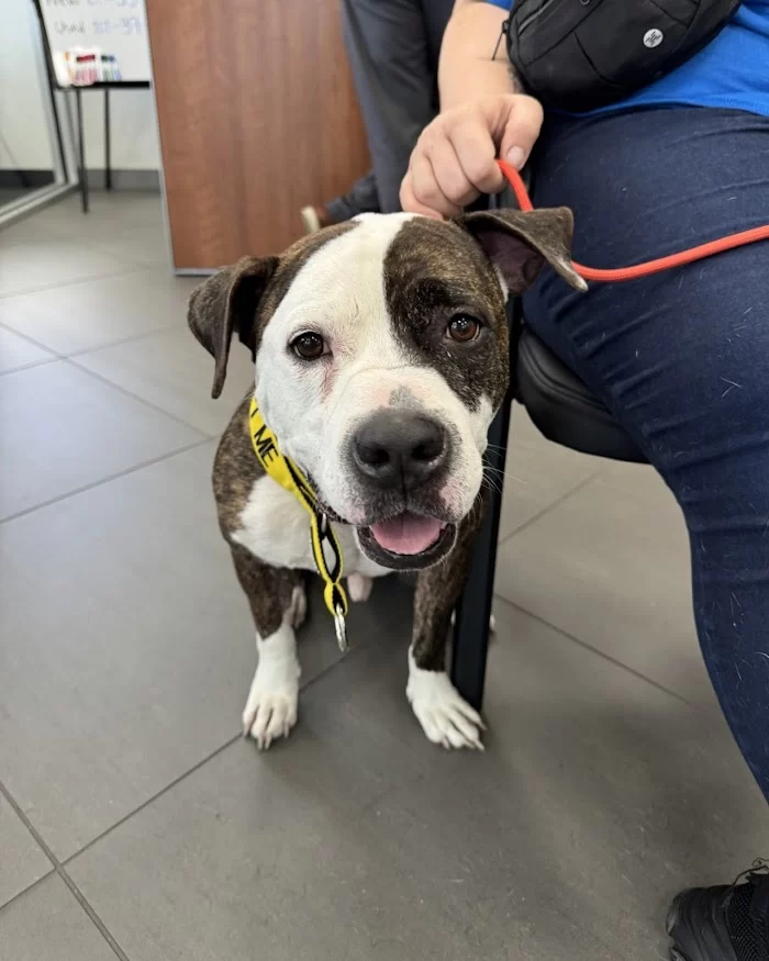 Humane Society Of Greater Miami North 12