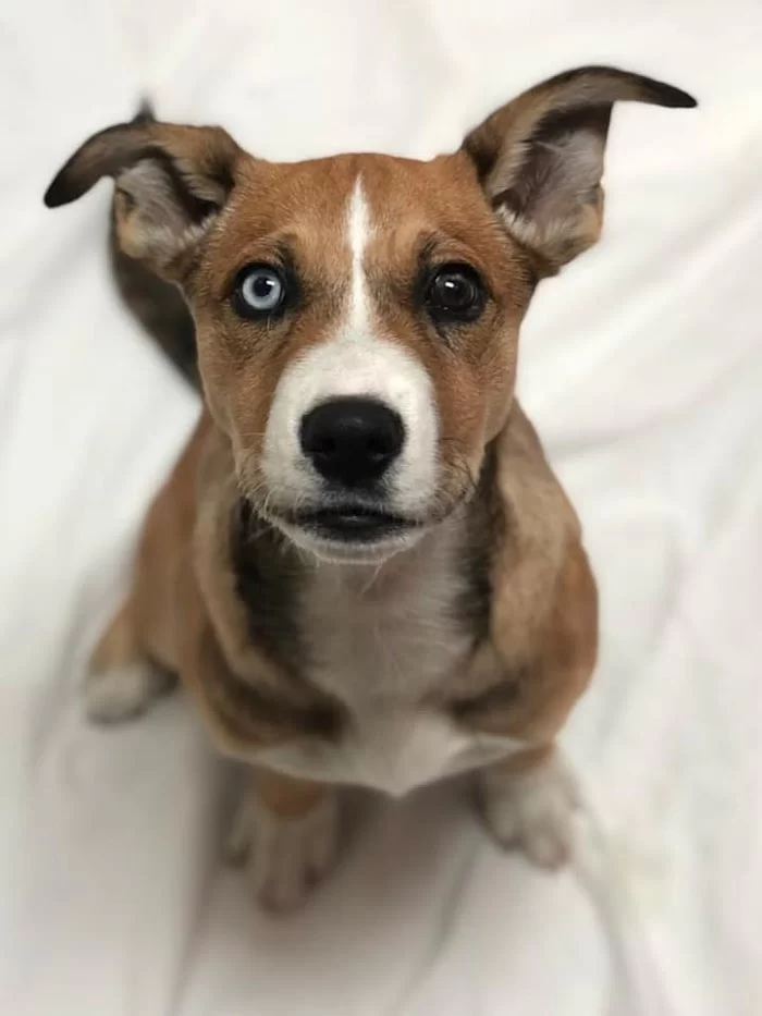 Humane Society Of Greater Miami North 12