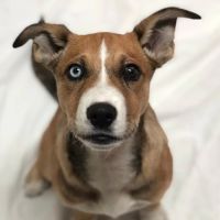 Humane Society Of Greater Miami North ico