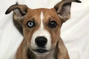 Humane Society Of Greater Miami North