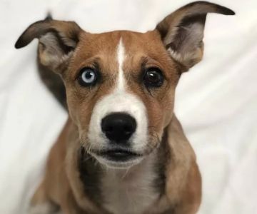 Humane Society Of Greater Miami North