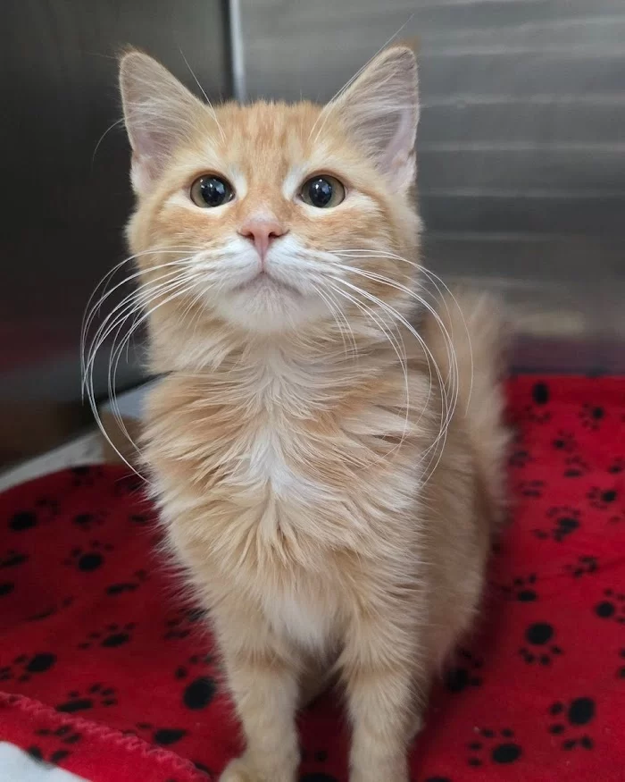 Humane Society Of Greater Miami North 12