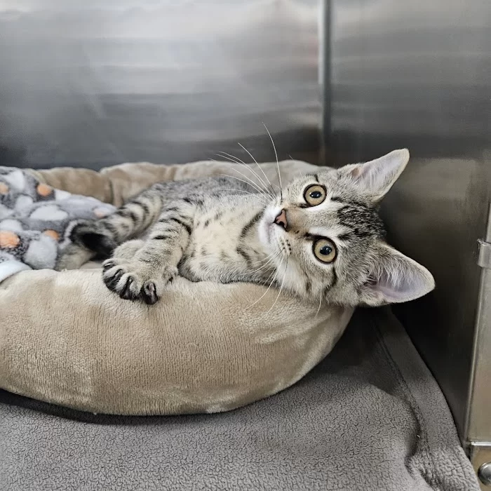Humane Society Of Greater Miami North 12