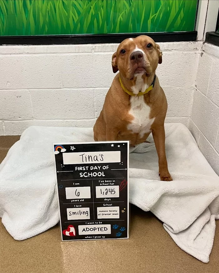 Humane Society Of Greater Miami North 12