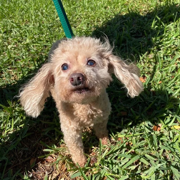 Country Club Animal Hospital 12