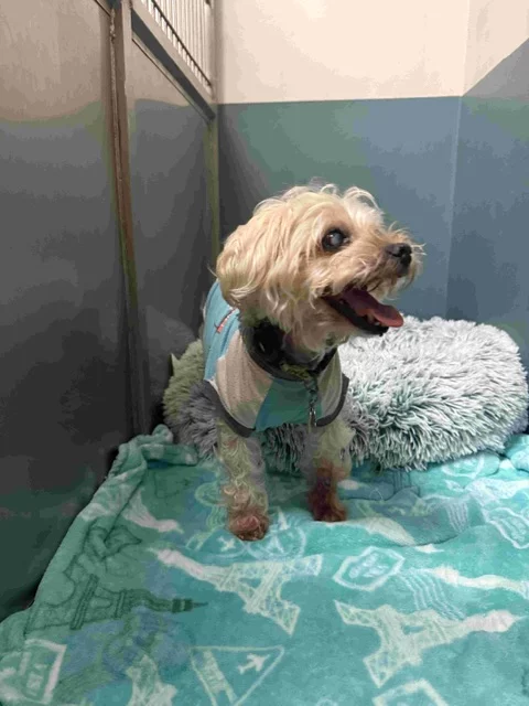 Country Club Animal Hospital 12