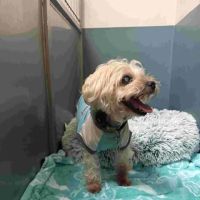 Country Club Animal Hospital ico
