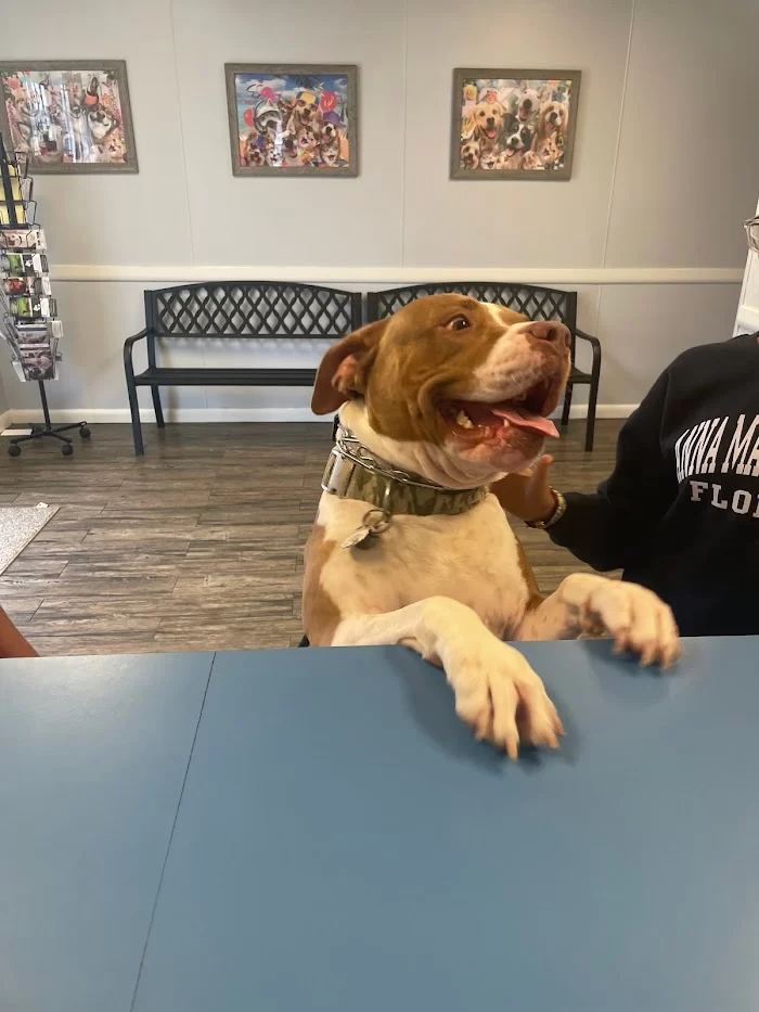 Avenue Animal Clinic 2
