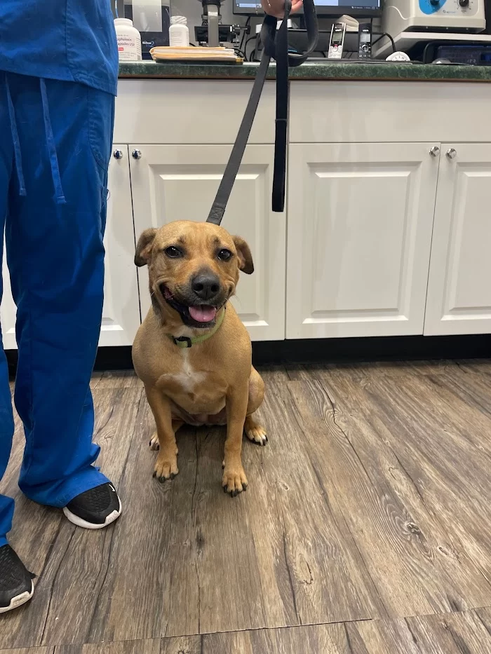 Avenue Animal Clinic 8