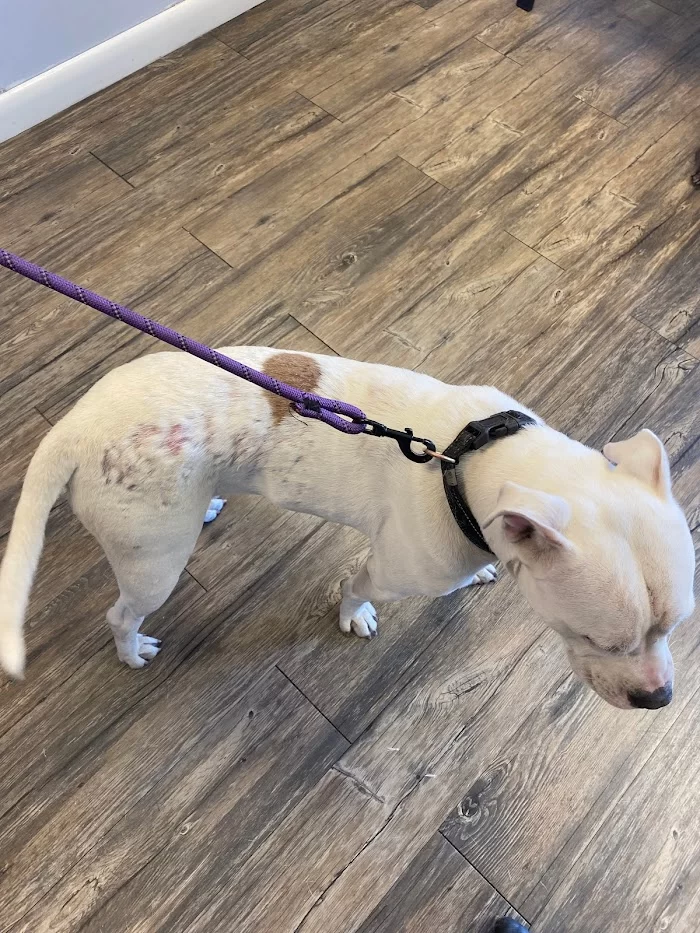Avenue Animal Clinic 10