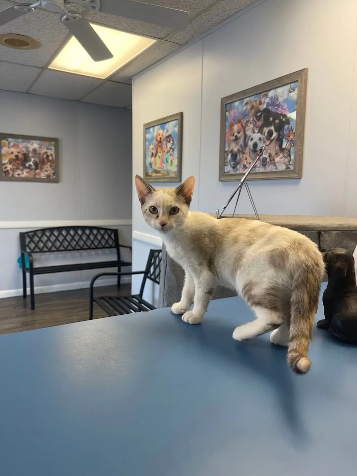 Avenue Animal Clinic 3