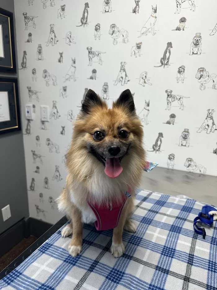 Wags Animal Hospital 12