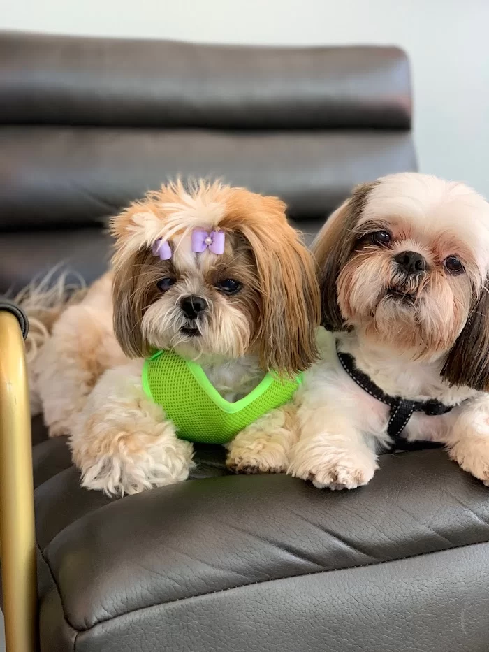 Wags Animal Hospital 12